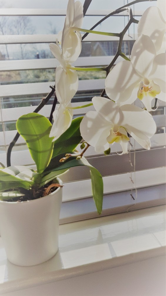 20190131_12130228229